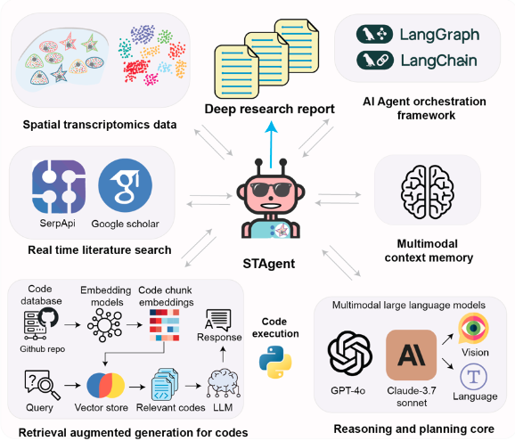 Figure 1 overview: Spatial transcriptomics AI agent charts hPSC-pancreas maturation in vivo