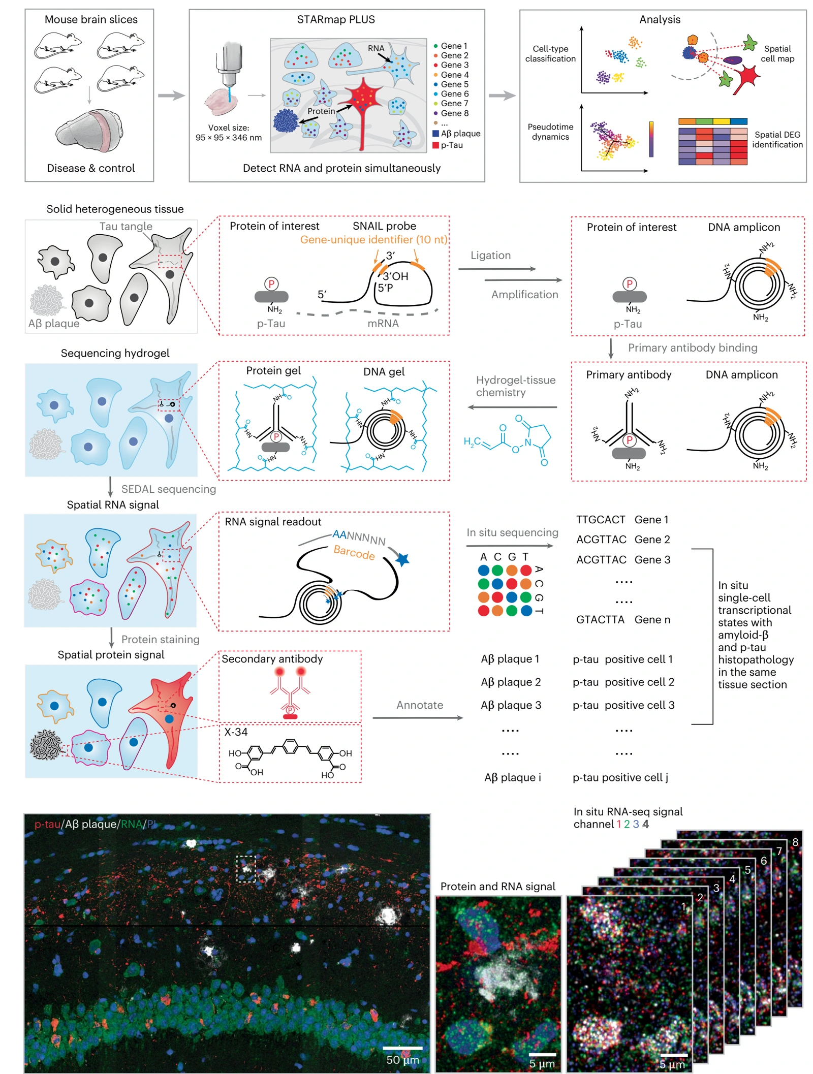 Figure 1: Integrative in situ mapping of single-cell transcriptional states and tissue histopathology in a mouse model of Alzheimer's disease