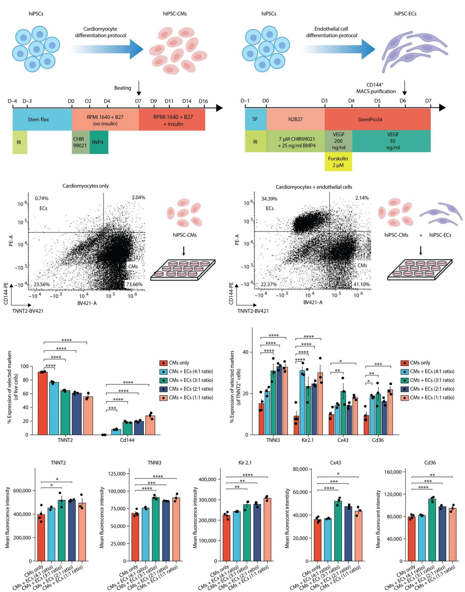 Figure 1: Tissue-embedded stretchable nanoelectronics reveal endothelial cell-mediated electrical maturation of human 3D cardiac microtissues