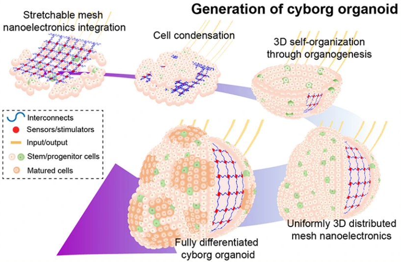 Graphical abstract: Cyborg organoids: implantation of nanoelectronics via organogenesis for tissue-wide electrophysiology