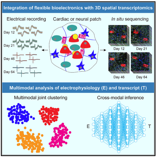 Research overview: Multimodal charting of molecular and functional cell states via in situ electro-sequencing