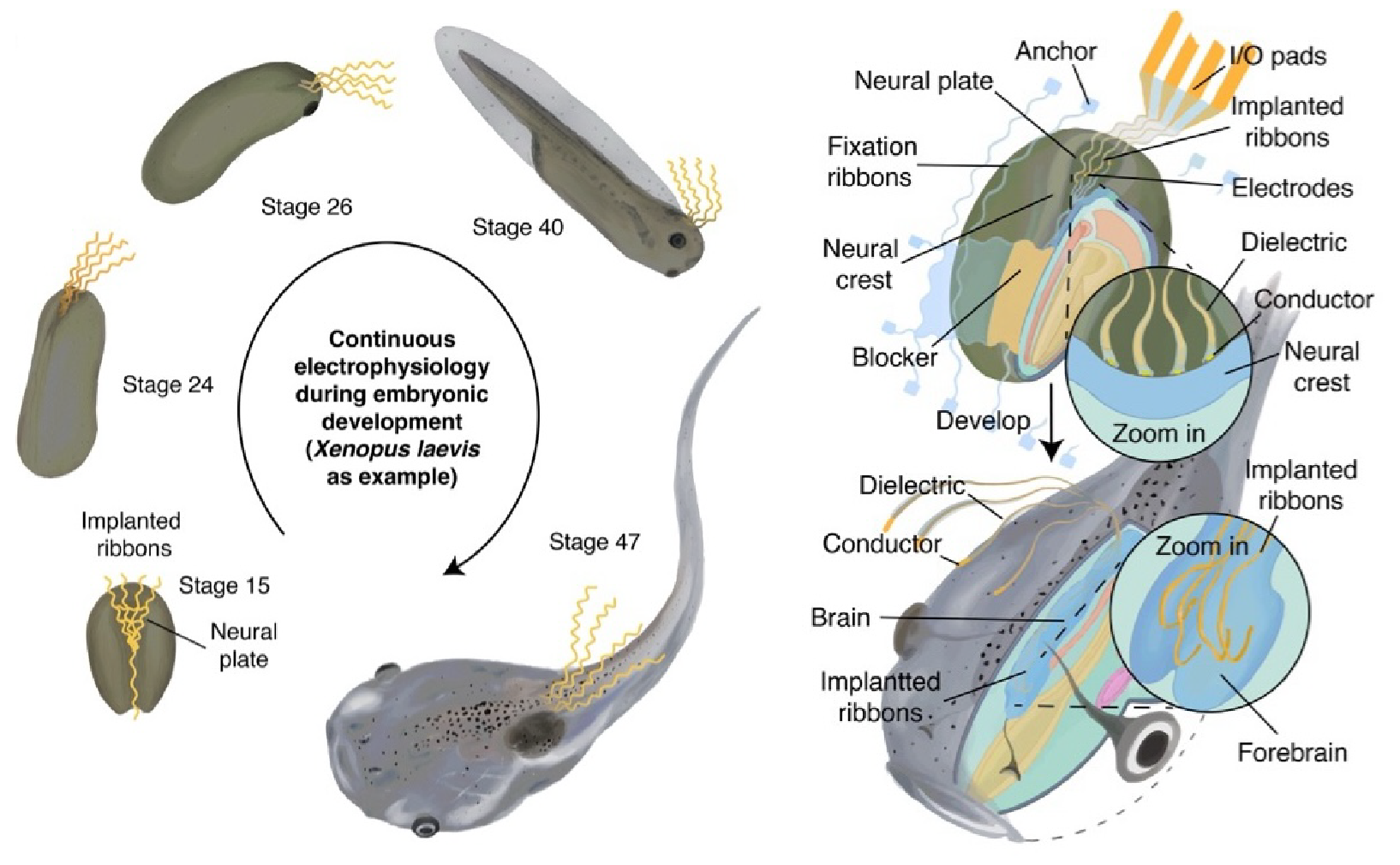 Research overview: Brain implantation of soft bioelectronics via embryonic development