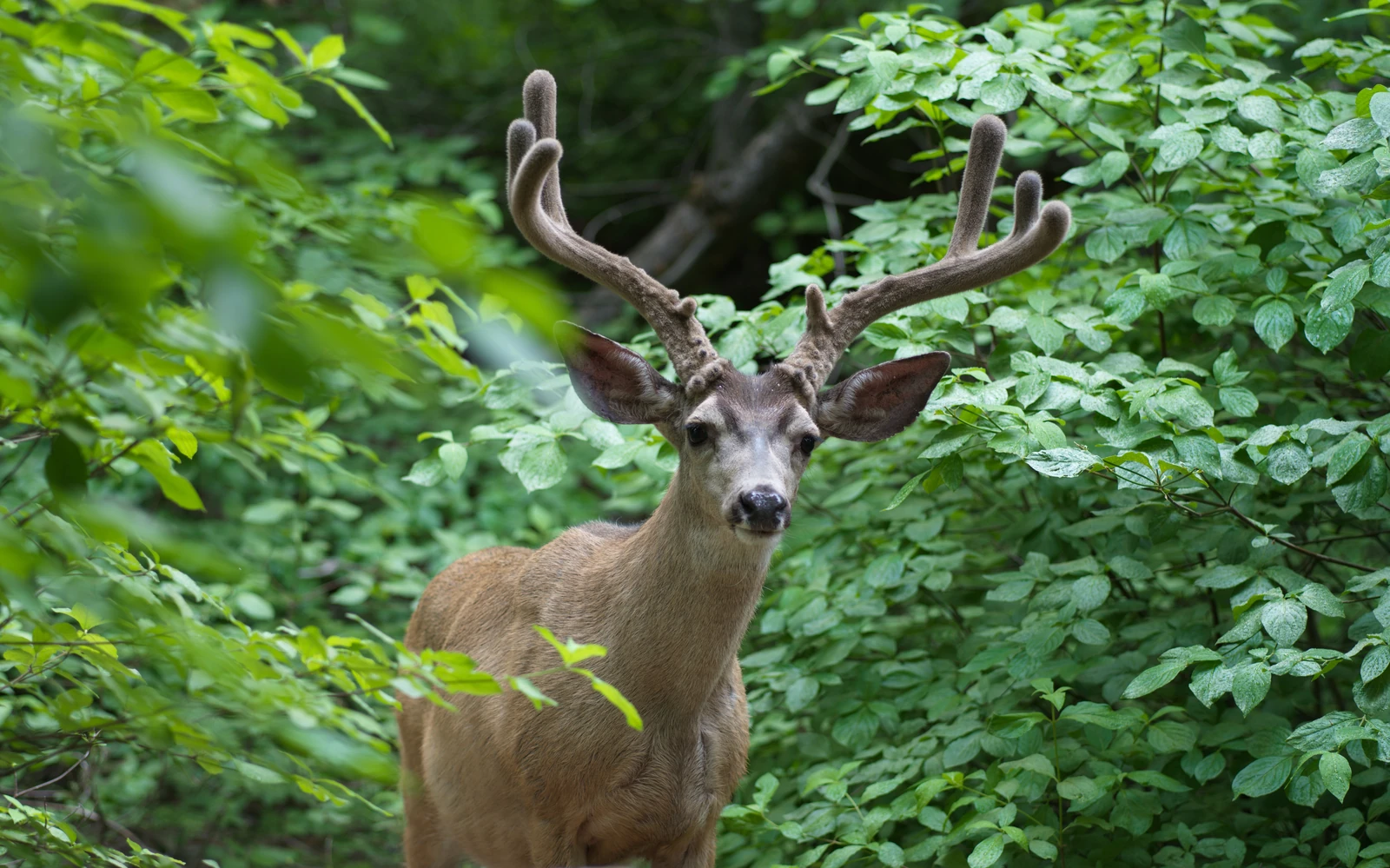 A deer with velvet-covered antlers standing among lush green leaves.