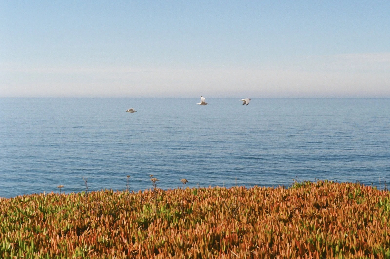 Three gulls flying above a calm blue sea and coastal plants.