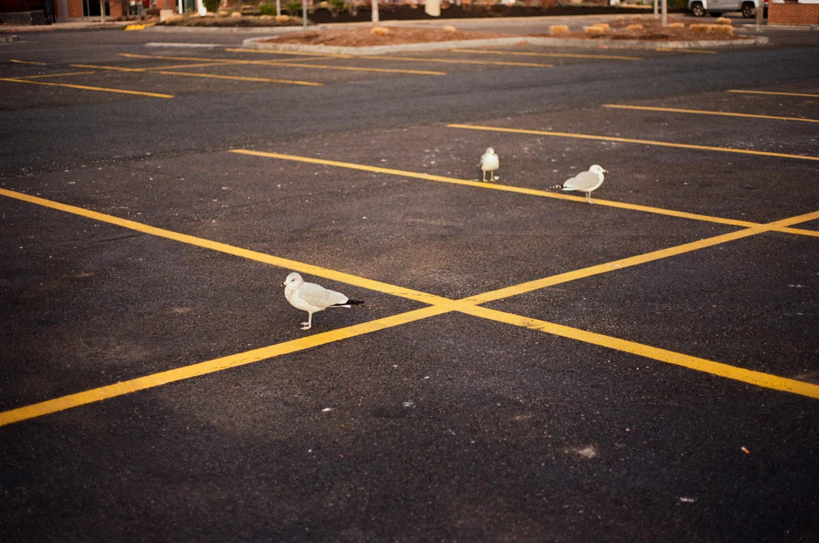Three gulls standing among yellow lines in an asphalt parking lot.