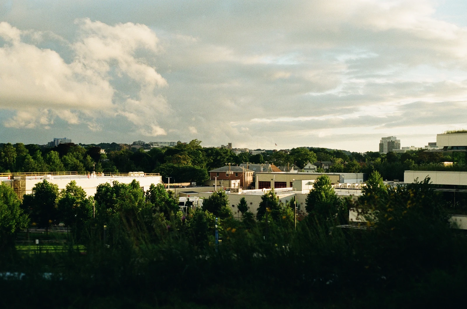 Tree-lined rooftops beneath a softly lit cloudy sky.