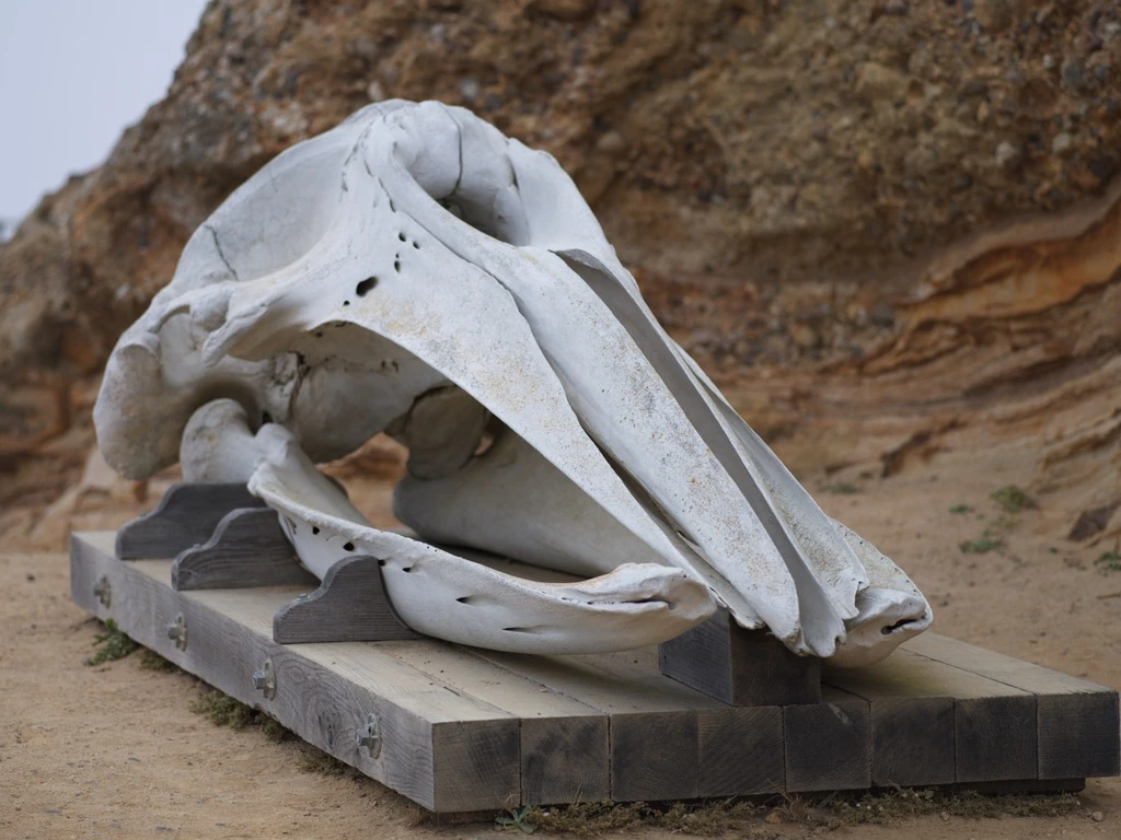 A large pale animal skull resting on a wooden support in front of a rocky cliff.