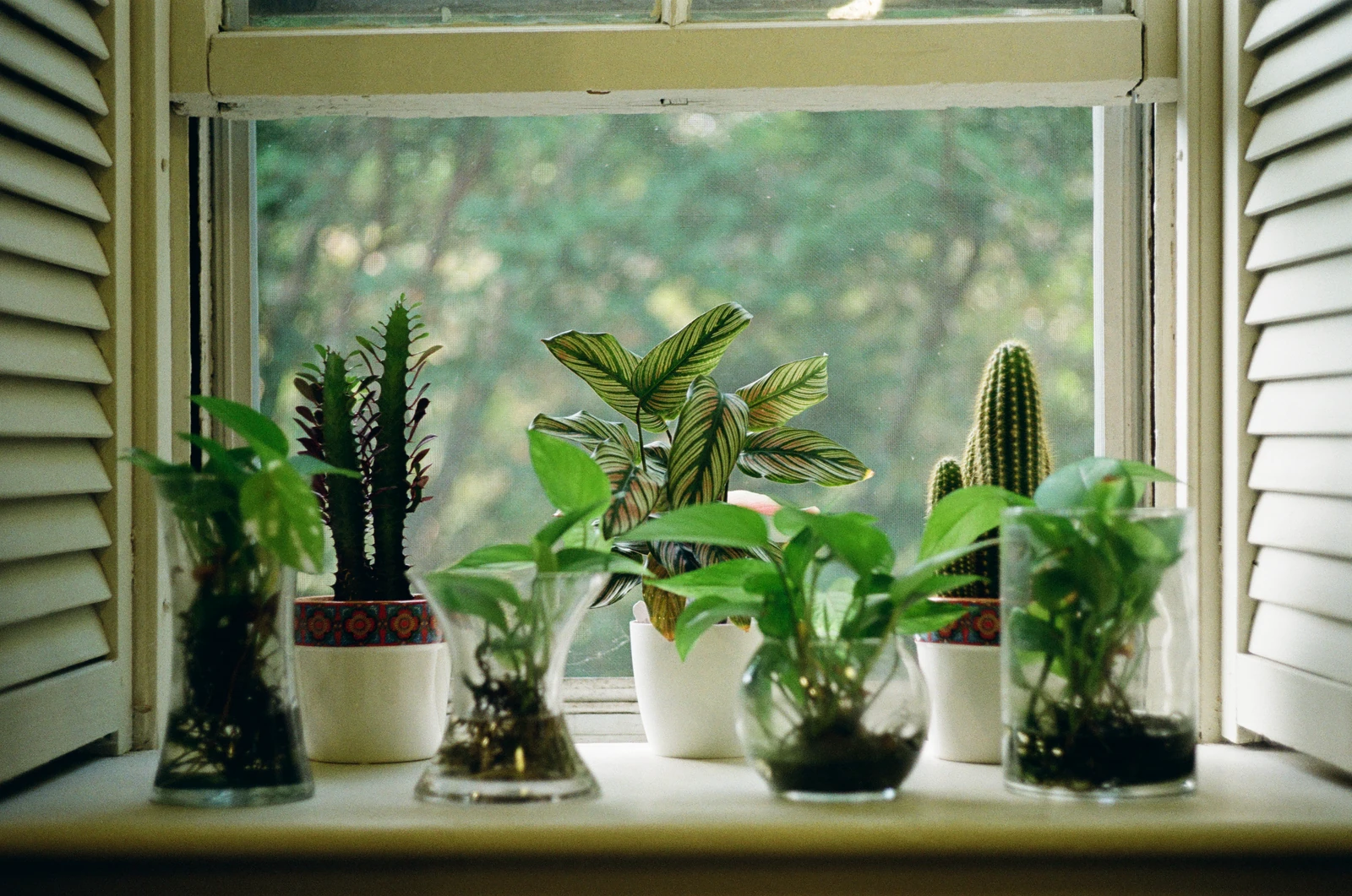 Potted plants and cacti on a windowsill framed by white shutters.