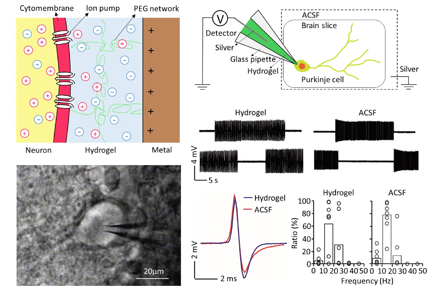 Figure 1: Neural interfaces by hydrogels