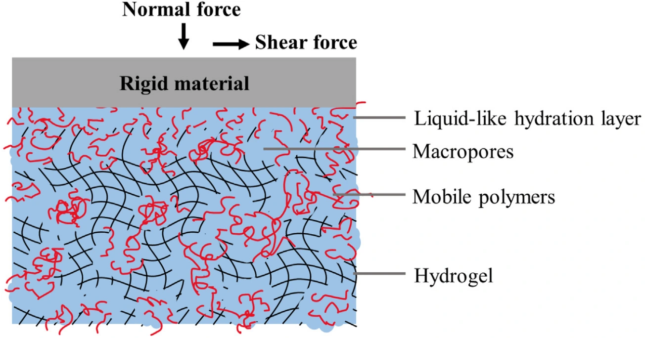 Figure 1: Polymer-filled macroporous hydrogel for low friction