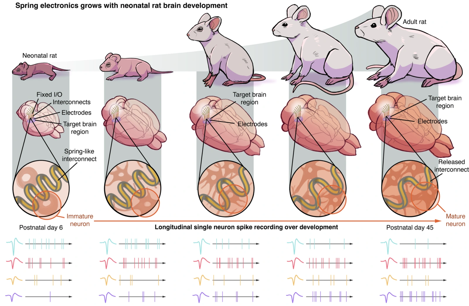 Figure 1a: Growth-adaptive spring electronics for long-term, same-neuron mapping in the developing rat brain
